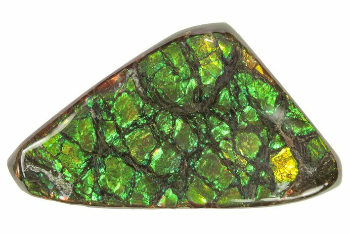 Iridescent Ammolite (Fossil Ammonite Shell) - Alberta #265105